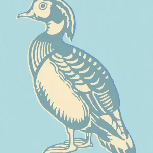 Wood Duck Print on Blue Background Wood Duck Print on Blue Background