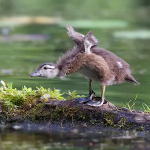 Wood duck chick take-off Wood duck chick take-off