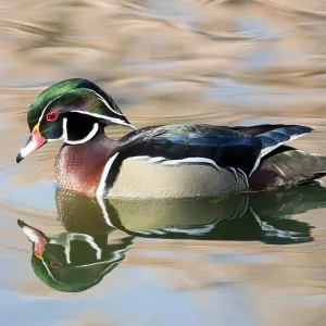 Wood Duck Drake Print on Small Pond in Botanical Garden, Albuquerque Winter Wood Duck Drake Print on Small Pond in Botanical Garden, Albuquerque Winter