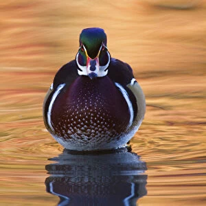 Wood Duck in Fall Colors