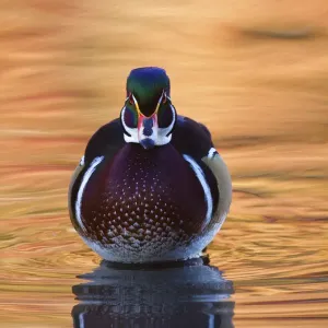 Wood Duck Drake Print in Fall Colors Wood Duck Drake Print in Fall Colors