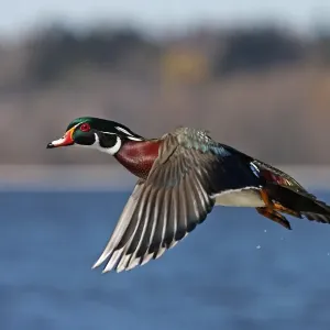 Wood Duck Winter Flight Print Wood Duck Winter Flight Print