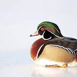 Wood duck on ice