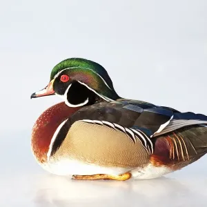 Wood duck on ice Wood duck on ice