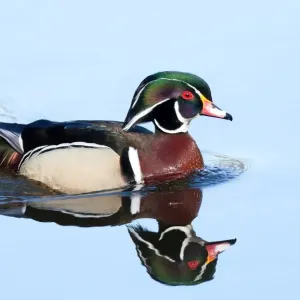 Wood duck swimming Wood duck swimming