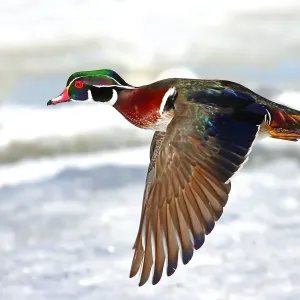 Wood duck takes flight Wood duck takes flight