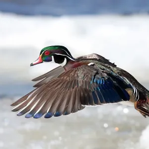 Wood duck takes flight Wood duck takes flight