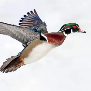 Wood Duck takes flight Wood Duck takes flight