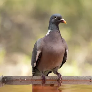 Wood Pigeon Print - Columba palumbus Drinking from a Water Pool Wood Pigeon Print - Columba palumbus Drinking from a Water Pool