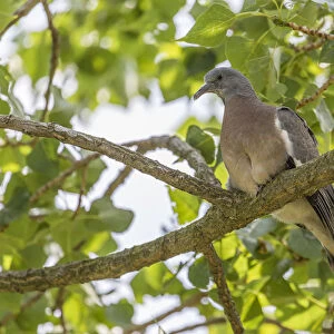 Wood Pigeon -Columba palumbus-, young bird perched on a branch, Seewinkel, Burgenland, Austria