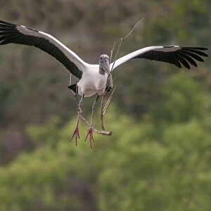 wood stork coming in to land