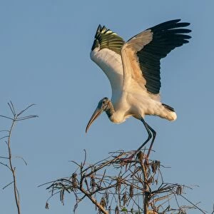 wood stork on perch at sunset