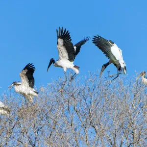 Wood storks on the tree Wood storks on the tree