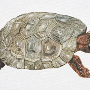 Wood Turtle (Clemmys insculpta) with olive green carapace, black head and spotted red limbs, hight angle view