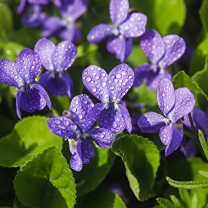 Wood Violet, Sweet Violet or Garden Violet -Viola odorata-, flowering, Germany