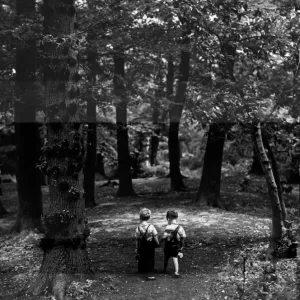 Wood Walk
