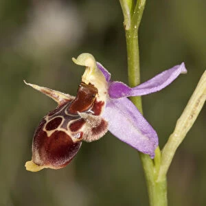 Woodcock Bee-orchid -Ophrys scolopax ssp. cornuta-, single flower, Macedonia, Greece