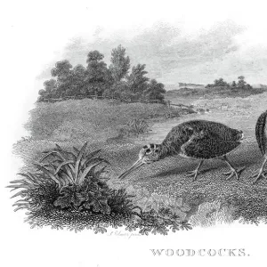 Woodcocks engraving 1802