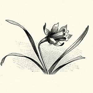 Woodcut engraving of a Daffodil