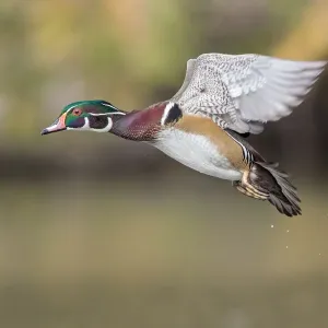 Woodduck Drake Woodduck Drake