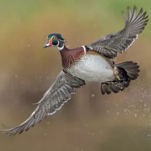 Woodduck Portrait Woodduck Portrait