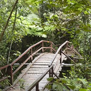 Wooden bridge leading into the dense jungle, primary forest, Andasibe-Mantadia National Park, Alaotra Mangoro region, Madagascar