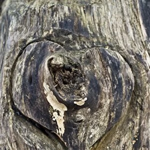 Wooden heart carved Into a tree trunk, Germany
