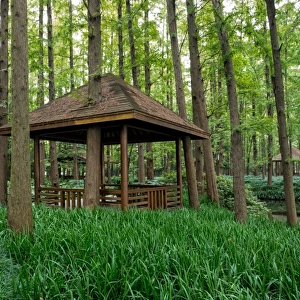 Wooden pavilion in forest, Hangzhou, China