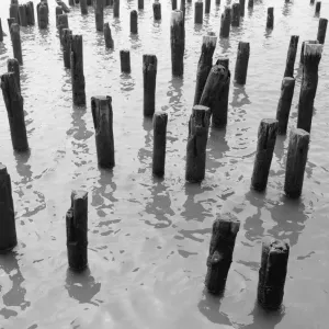 Wooden pilings in water Wooden pilings in water