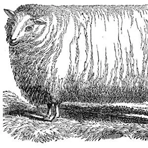Wool Sheep engraving 1841