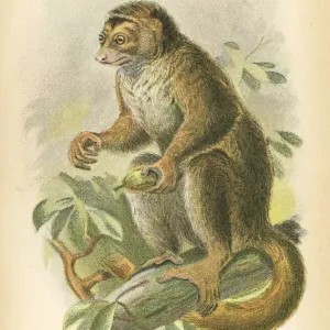 Woolly avahi primate 1894 Woolly avahi primate 1894
