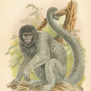 Woolly monkey primate 1894