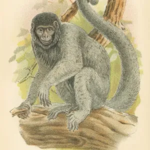 Woolly Monkey Primate Print, 1894 Woolly Monkey Primate Print, 1894