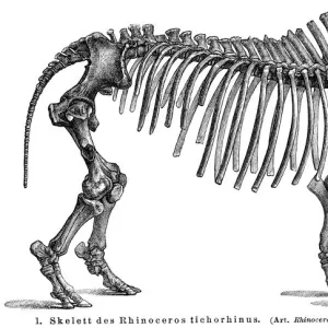 Woolly rhinoceros skeletons engraving 1895