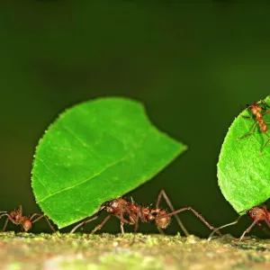 Workers of Leafcutter Ants -Atta cephalotes- carrying leaf pieces into their nest, Tambopata Nature Reserve, Madre de Dios region, Peru