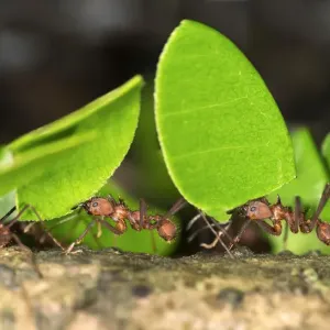 Workers of Leafcutter Ants -Atta cephalotes- carrying leaf pieces into their nest, Tambopata Nature Reserve, Madre de Dios region, Peru Workers of Leafcutter Ants -Atta cephalotes- carrying leaf pieces into their nest, Tambopata Nature Reserve, Madre de Dios region, Peru