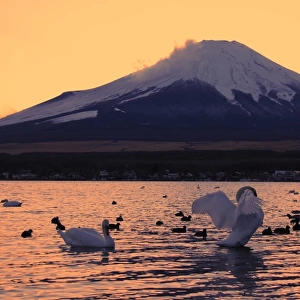 World heritage Mt. Fuji and swans on Lake Yamana