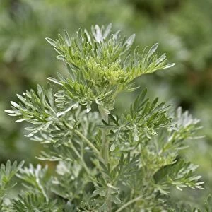Wormwood or absinthium -Artemisia absinthium-, herb, leaves, Germany, Europe