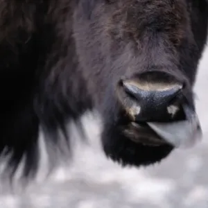 Wyoming. Other common name: plains buffalo Wyoming. Other common name: plains buffalo