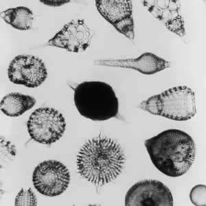 X-Ray Amoeboids X-Ray Amoeboids