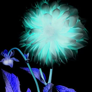 X-ray like image of a flower