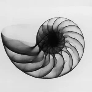 X-Ray Nautilus Shell X-Ray Nautilus Shell