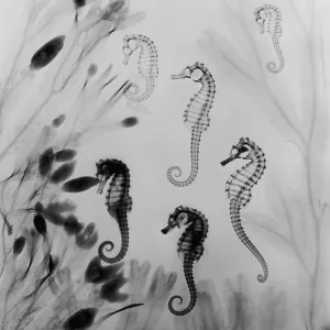 X-Ray Seahorses X-Ray Seahorses