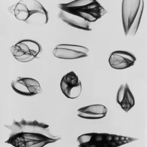 X-Ray Twelve Shells X-Ray Twelve Shells