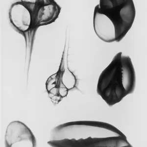 X-Ray Six Shells X-Ray Six Shells