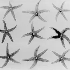 X-Ray Starfish X-Ray Starfish