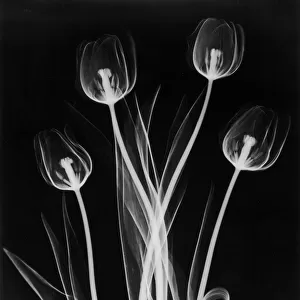 X-Ray Tulips On Black