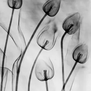 X-Ray Tulips On White