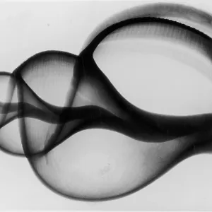 X-Ray Whelk Shell X-Ray Whelk Shell