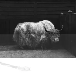 Yak